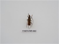 藏品(一色深山天牛)的圖片